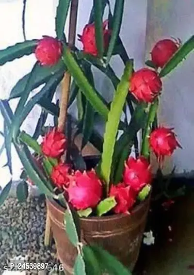 GREEN GARDEN SHOP  Red Dragon Fruit Live Plant,Hybrid Special Variety (Fruit After 1 Year)