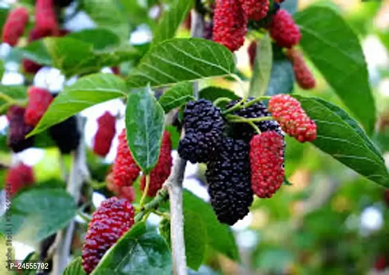 GREEN GARDEN SHOP Exotic Dwarf Mulberry Plant Morus Ever Bearing Fruit Healthy Live Plant-thumb0