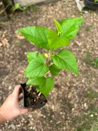 GREEN GARDEN SHOP Exotic Dwarf Mulberry Plant Morus Ever Bearing Fruit Healthy Live Plant-thumb2