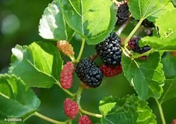 GREEN GARDEN SHOP  Shahtoot Malperi Mulberry Live Fruit Plant ( pack of 1)