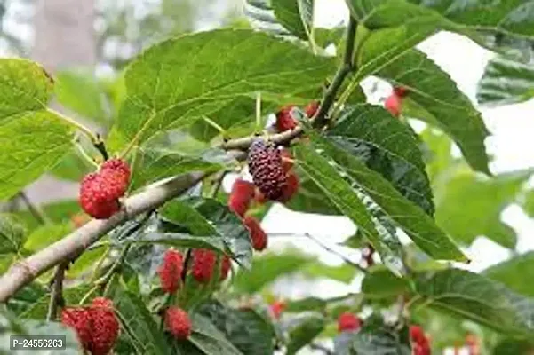 GREEN GARDEN SHOP Shahtoot  Malperi Mulberry Live Fruit Plant Visit the PlantaZee Store