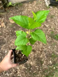 GREEN GARDEN SHOP Dwarf Mulberry Tree Everbearing Morus Nigra Indoor or Outdoor Plants (Cutting/Air Layering) Live Plants  Tree Height 1-2 FT (Fruits After 6-thumb2