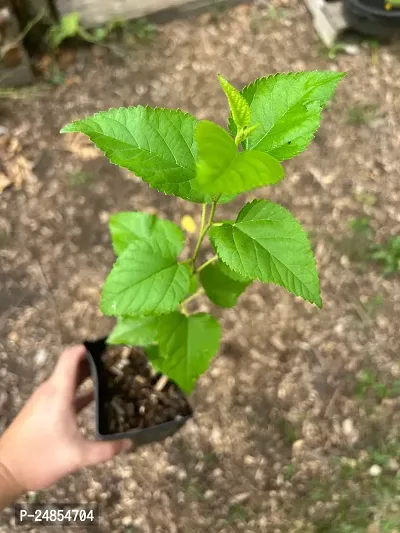 GREEN GARDEN SHOP Dwarf Mulberry Tree Everbearing Morus Nigra Indoor or Outdoor Plants (Cutting/Air Layering) Live Plants  Tree Height 1-2 FT (Fruits After 6-thumb3