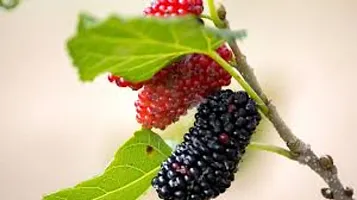 GREEN GARDEN SHOP Rare Exotic All Time Mulberry (Air Layered) Hybrid Live Plant, Black  Red Color Special Variety(Fruit After 1 Year)-thumb4