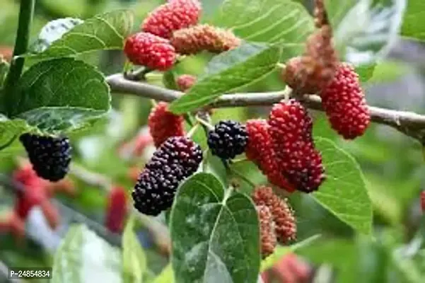 GREEN GARDEN SHOP Air Layered Healthy Shahtoot/Mulberry Long Variety Fruit Grafted Fresh and Healthy live Plant A Must-Have for Gardeners-thumb0