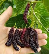 GREEN GARDEN SHOP Air Layered Healthy Shahtoot/Mulberry Long Variety Fruit Grafted Fresh and Healthy live Plant A Must-Have for Gardeners-thumb1