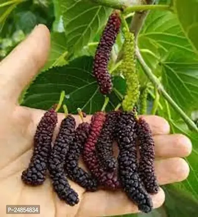 GREEN GARDEN SHOP Air Layered Healthy Shahtoot/Mulberry Long Variety Fruit Grafted Fresh and Healthy live Plant A Must-Have for Gardeners-thumb2