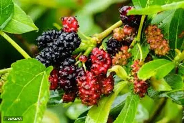 GREEN GARDEN SHOP Live Exotic Air Layered Healthy Shahtoot/Mulberry Fruit Plant, Pack of 1 CF_63