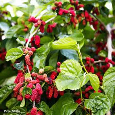 GREEN GARDEN SHOP  Gardens Exotic Dwarf Mulberry Plant Morus Ever Bearing Fruit Healthy Live Plant