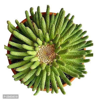 Rare Echinopsis Tubiflora Cactus Seeds - 100 Pcs