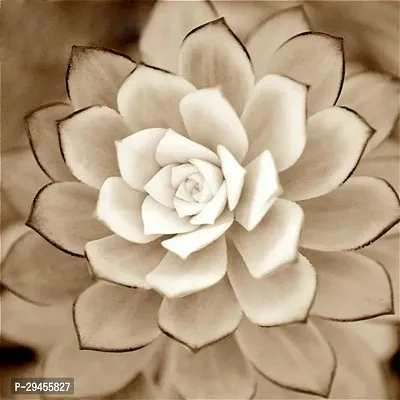 Rare Beauty White Succulents Seeds - 100 Pcs