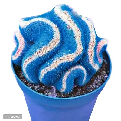 Japanese Fairy Succulents Cactus Seeds - Blue - 10Pcs