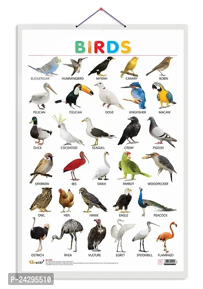 Birds Early Learning Educational Chart for Kids | 20X30 inch |Non-Tearable and Waterproof | Double Sided Laminated | Perfect for Homeschooling, Kindergarten and Nursery Students.
