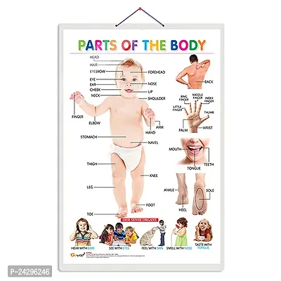 Parts of the Body Early Learning Educational Chart for Kids | 20X30 inch |Non-Tearable and Waterproof | Double Sided Laminated | Perfect for Homeschooling, Kindergarten and Nursery Students.