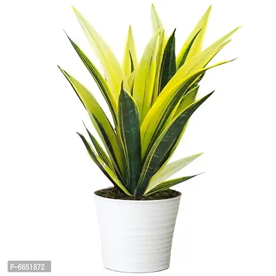 the balcony project GOLD FLAME SANSEVERIA LIVE PLANT FOR HOME AND GARDEN,TABLE TOP,CORNER ETC.OXYGEN GENERATOR,GOOD LUCK PLANT BY ALPANA NURSERY-thumb0