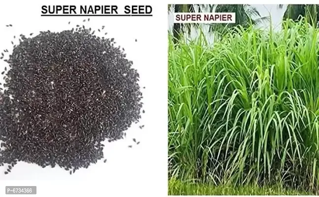 STOREFLIX Super napier grass Seed-thumb0