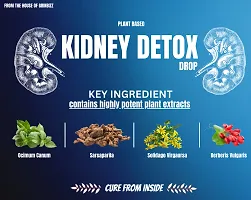 GRINBIZZ Kidney Detox Drop Help In Removing Kidney Stone  Manage Creatinine Level | Healthy Cleansing Support Liver, Urinary Tract, Kidney Clean | Bladder Cleanse | No Side Effects-thumb3