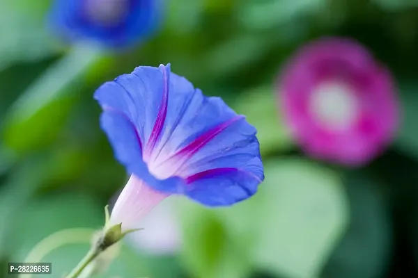 Morning Glory Seeds All Colour Pack Of 20-thumb0