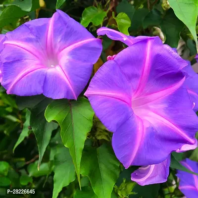 Heavenly Blue Morning Glory Seeds Pack Of 20-thumb0