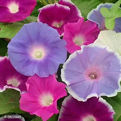 Blue Morning Glory Seeds Pack Of 20-thumb0