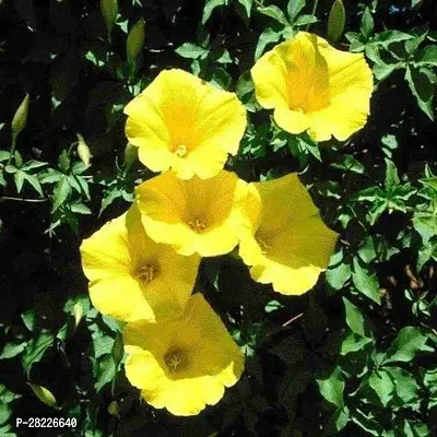 Morning Glory Seeds Combo Pack Of 20-thumb0