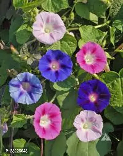 Organic Morning Glory Seeds Pack Of 20-thumb0