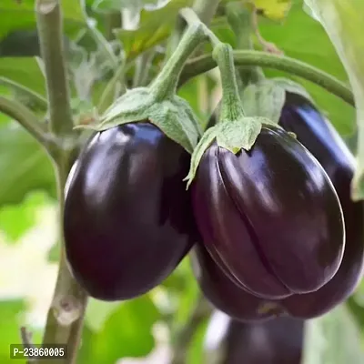 Brinjal seeds pack of 50-thumb0