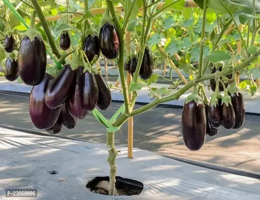 Brinjal seeds hybrid all seasons pack of 50