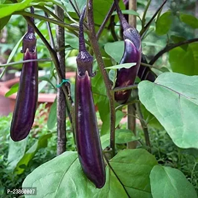 Brinjal seeds hybrid all seasons combo pack of 50-thumb0