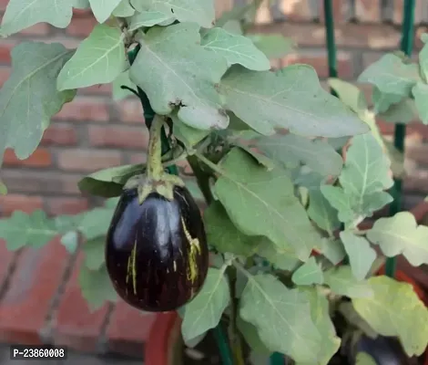 Brinjal seeds for home garden pack of 50