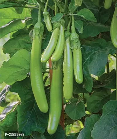 Brinjal seeds for home garden organic pack of 50