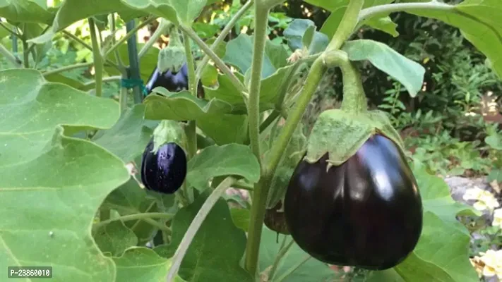 brinjal seeds for home garden in winter pack of 50