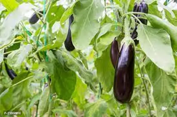 American big green brinjal seeds f1 hybrid pack of 50-thumb0