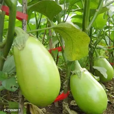 Big green brinjal seeds f1 hybrid pack of 50-thumb0