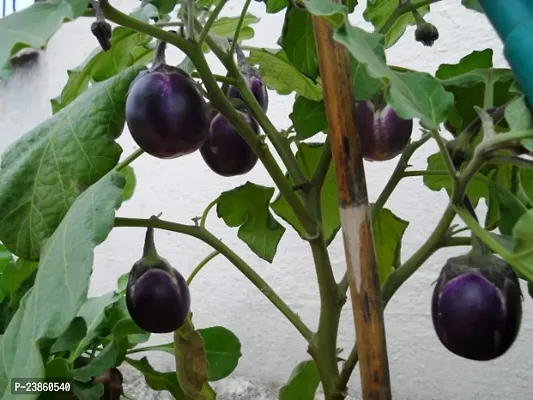 Brinjal seeds hybrid all seasons combo pack of 100-thumb0