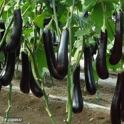 Brinjal seeds for home garden organic pack of 100-thumb0