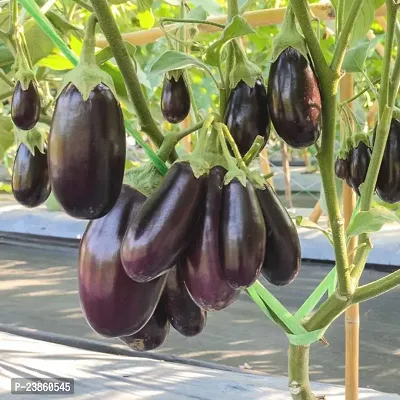 brinjal seeds for home garden in winter pack of 100-thumb0