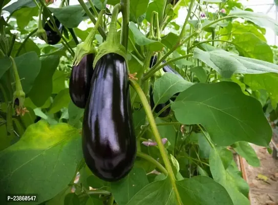 Brinjal seeds all varieties pack of 100-thumb0