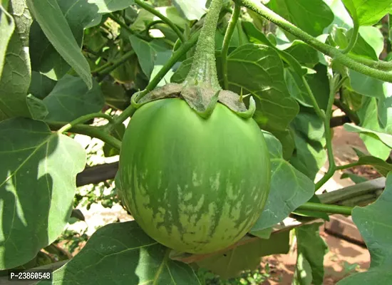 brinjal seeds for planting pack of 100-thumb0