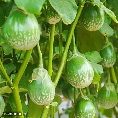 green brinjal seeds for home garden pack of 100