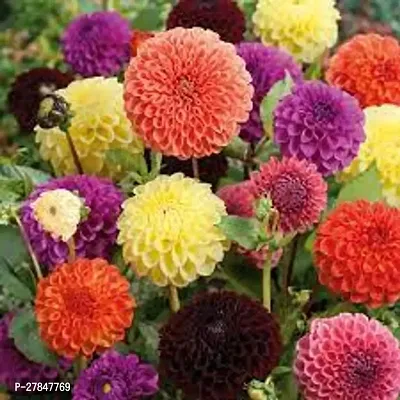 Dahlia flower seeds mix colour pack of 30-thumb0