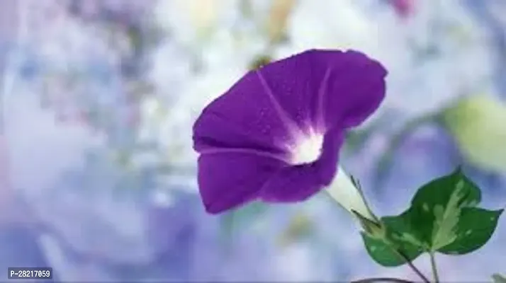Heavenly blue morning glory seeds ( pack of 25 )