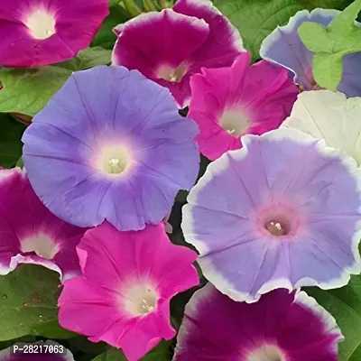 Blue morning glory seeds ( pack of 25 )