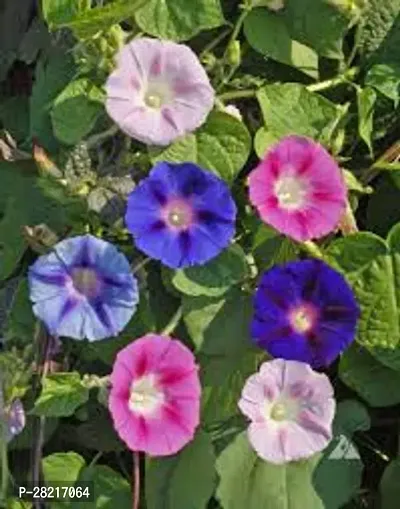 Organic morning glory seeds ( pack of 25 )