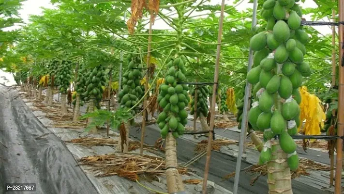 Red lady papaya seeds for planting ( 50 seeds )