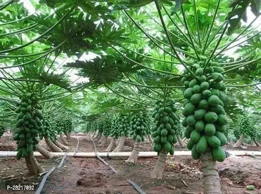 Papaya seeds hybrid all seas