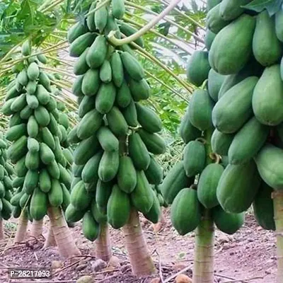 Ice berry papaya hybrid seeds original ( 50 seeds )-thumb0