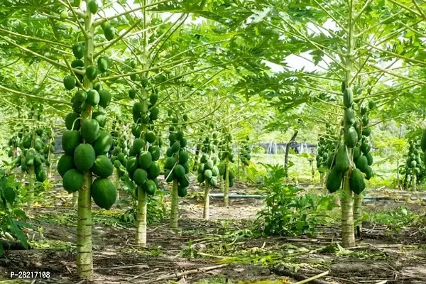 Papaya seeds red lady 786 taiwan ( 50 seeds )-thumb0