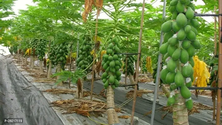 Red lady papaya seeds for planting ( 100 seeds )-thumb0