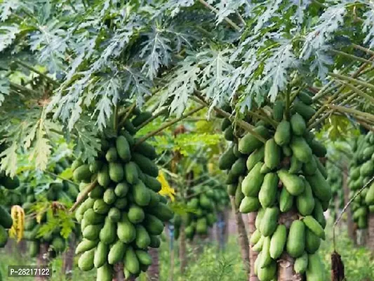 Papaya seeds hybrid big ( 100 seeds )-thumb0